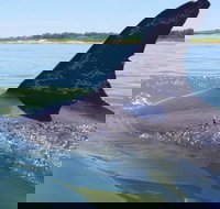 Hilton Head Jet Ski Adventure - Accommodation Houston