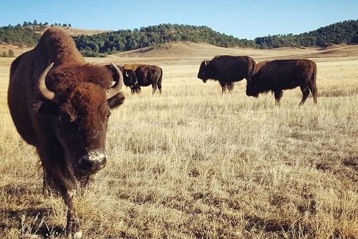 Private Mt Rushmore & Southern Black Hills Tour - thumb 0