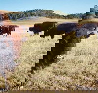 Private Mt Rushmore  Southern Black Hills Tour - Accommodation Houston