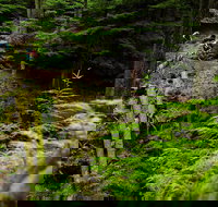 Sea Kayak and Mountain Bike Adventure near Olympic National Park - Accommodation Houston