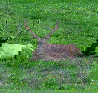 Lower Loop of Yellowstone Tours - Accommodation Houston