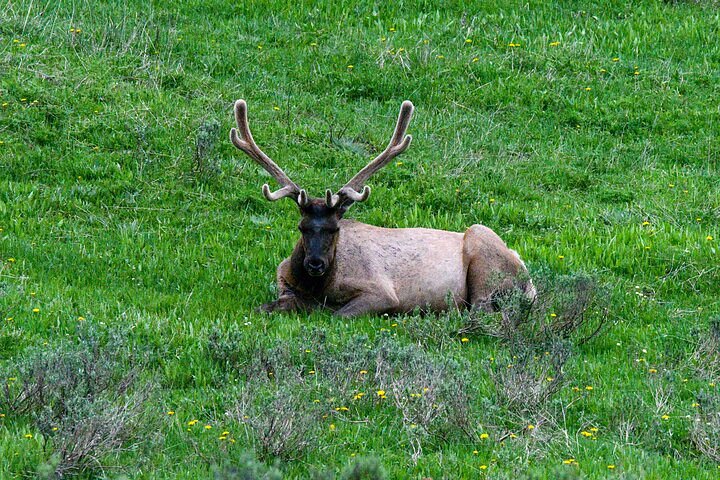 Yellowstone Lower Loop Private Day Tour - thumb 2