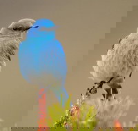 Yellowstone Lower Loop Guided Tour from Cody Wyoming - Accommodation Houston