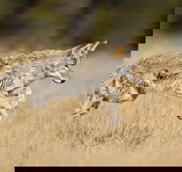 Yellowstone Custom Wildlife and Nature Tour - Accommodation Houston