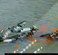 Red Canyon River Trips 100pm - Accommodation Houston