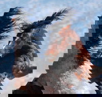 Red Canyon Wild Mustang Tour 530pm. - Accommodation Houston