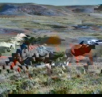 Private Red Canyon Wild Mustang Tour - Accommodation Houston