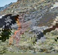 Red Canyon Mustang Tour 830am. - Accommodation Houston