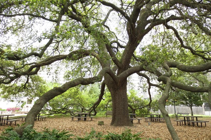 Houston Adventure Combo: City Tour, Aquarium And Heritage Museum Admission - thumb 2