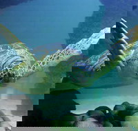 SEA LIFE Aquarium Minnesota Admission Ticket at Mall of America - Accommodation Houston