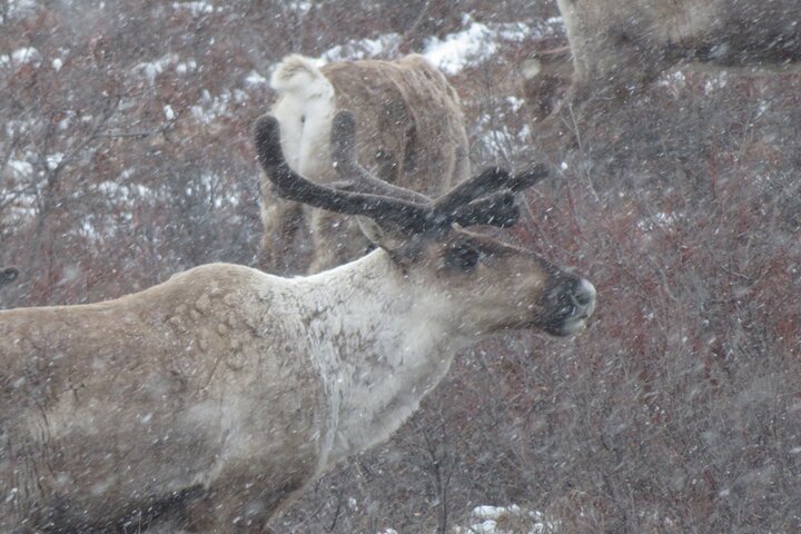 10 Hours Denali Winter Drive In Alaska - thumb 5