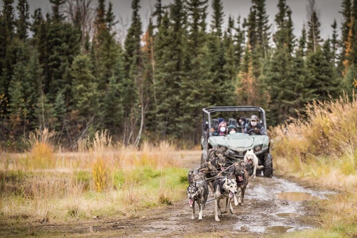 Fall Aurora Mushing Cart Ride Bucket List Adventure - thumb 0