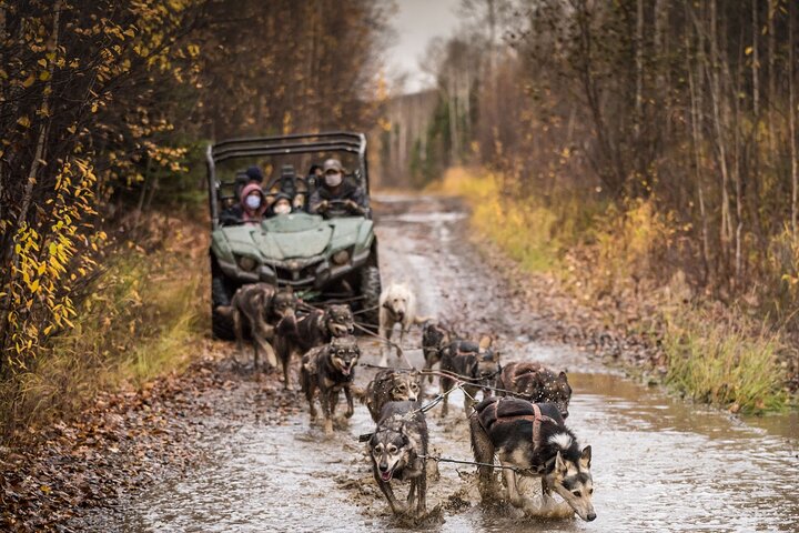 Fall Aurora Mushing Cart Ride Bucket List Adventure - thumb 2