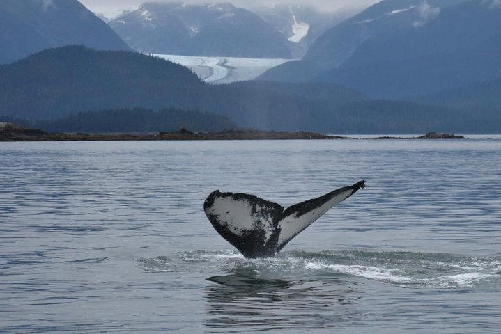 5 Star Juneau By Land & Sea - thumb 0