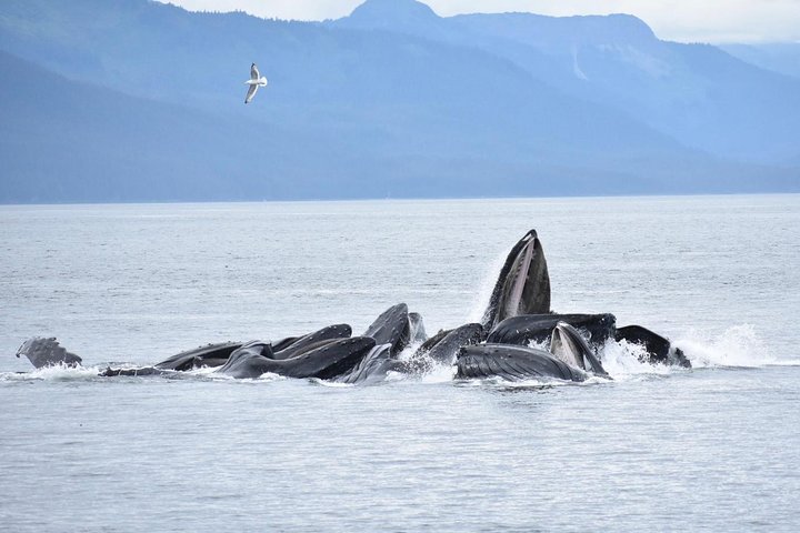 5 Star Juneau By Land & Sea - thumb 3